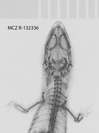 Media type: image;   Herpetology R-132336